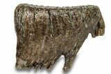 Fossil Woolly Mammoth Molar - Siberia #259874-3